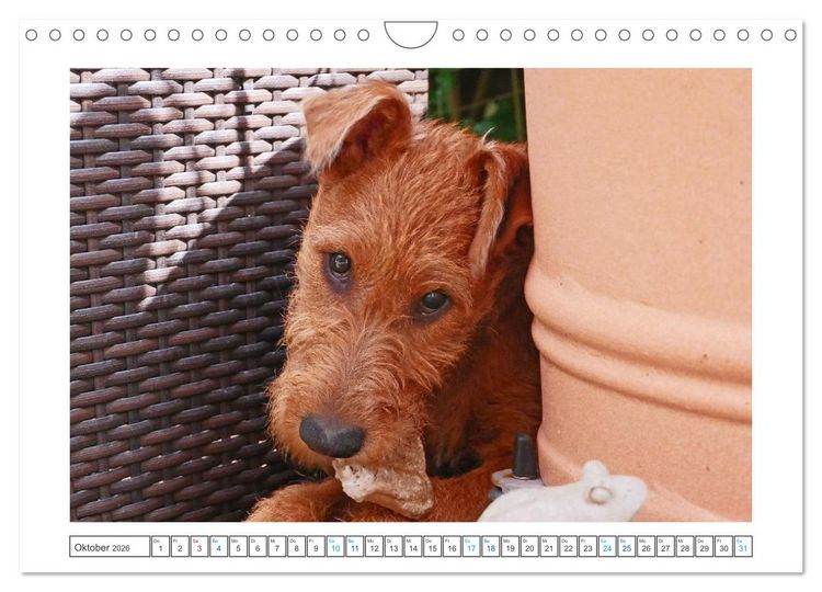 Produktbild: Chiara, ein junger Irish Terrier (Wandkalender 2026 DIN A4 quer), CALVENDO Monatskalender