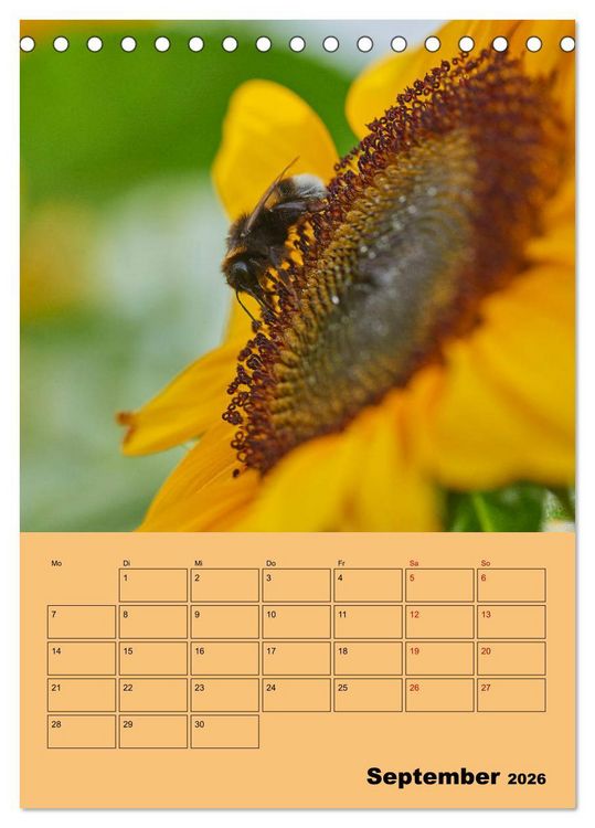 Produktbild: Die Biene und die Farbe gelb (Tischkalender 2026 DIN A5 hoch), CALVENDO Monatskalender