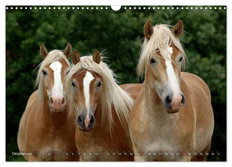 Produktbild: Haflinger Sch&ouml;nheiten (Wandkalender 2026 DIN A3 quer), CALVENDO Monatskalender