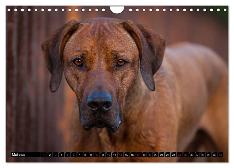 Produktbild: Ridgeback King (Wandkalender 2026 DIN A4 quer), CALVENDO Monatskalender