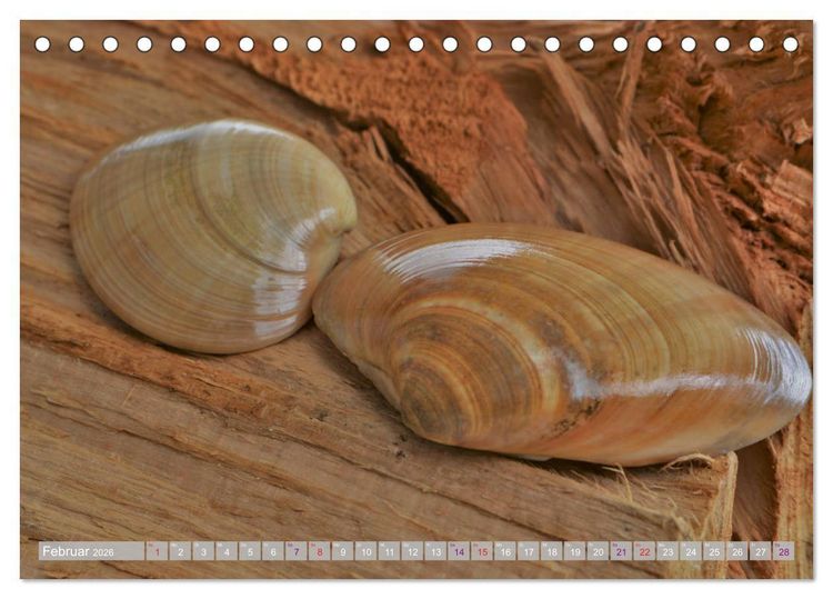 Produktbild: H&auml;user der Meere: Muscheln - Seeigel - Schnecken (Tischkalender 2026 DIN A5 quer), CALVENDO Monatskalender