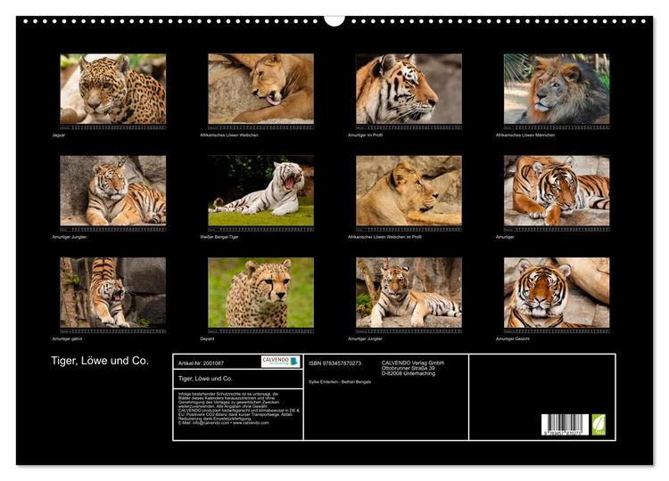 Produktbild: Tiger, L&ouml;we und Co. (Wandkalender 2026 DIN A2 quer), CALVENDO Monatskalender