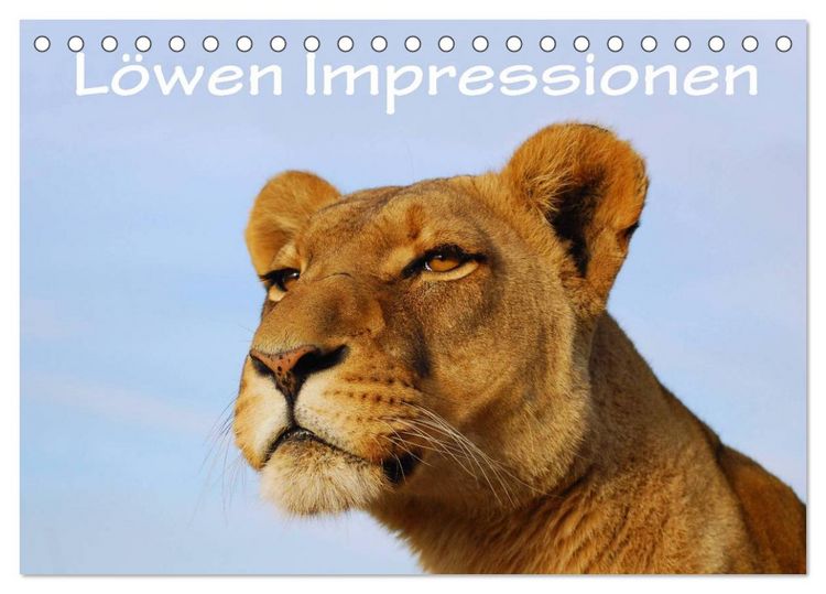 Produktbild: L&ouml;wen Impressionen (Tischkalender 2026 DIN A5 quer), CALVENDO Monatskalender