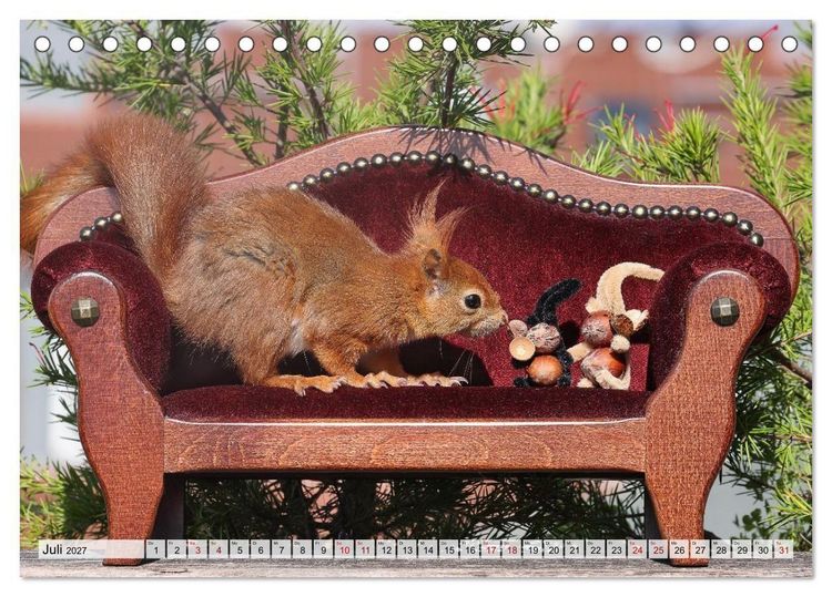 Produktbild: Eichh&ouml;rnchen - Kleine Fotomodelle mit gro&szlig;em Charme (Tischkalender 2027 DIN A5 quer), CALVENDO Monatskalender