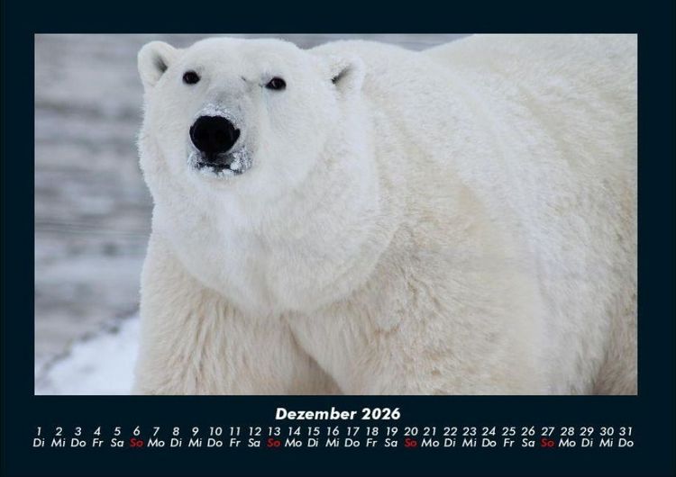 Produktbild: Tiere in der Wildnis 2026 Fotokalender DIN A4