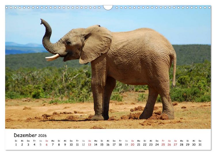 Produktbild: Afrikanische Elefanten in ADDO (Wandkalender 2026 DIN A3 quer), CALVENDO Monatskalender