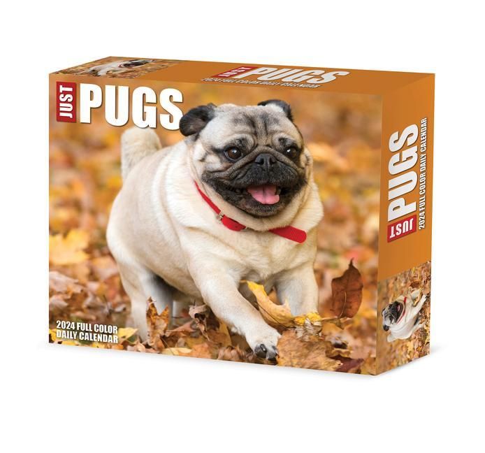 Produktbild: Willow Creek Press: Pugs 2024 6.2 X 5.4 Box Calendar