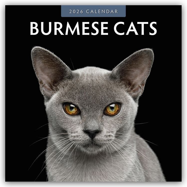 Produktbild: Burmese Cats – Burma-Katzen – Burmese 2026 – 16-Monatskalender
