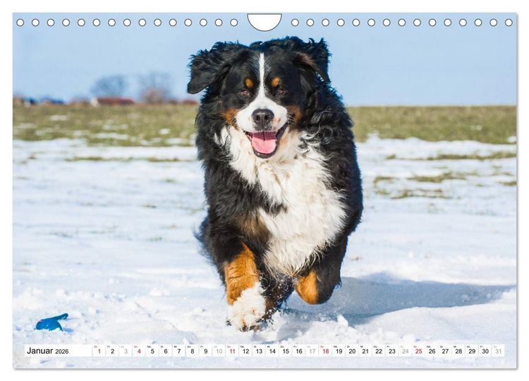 Produktbild: Ein Herz auf 4 Pfoten - Berner Sennenhund (Wandkalender 2026 DIN A4 quer), CALVENDO Monatskalender