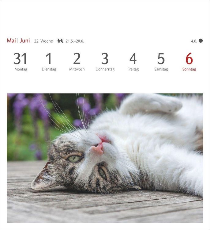 Produktbild: Katzen Postkartenkalender 2027 - Wochenkalender mit 53 Postkarten
