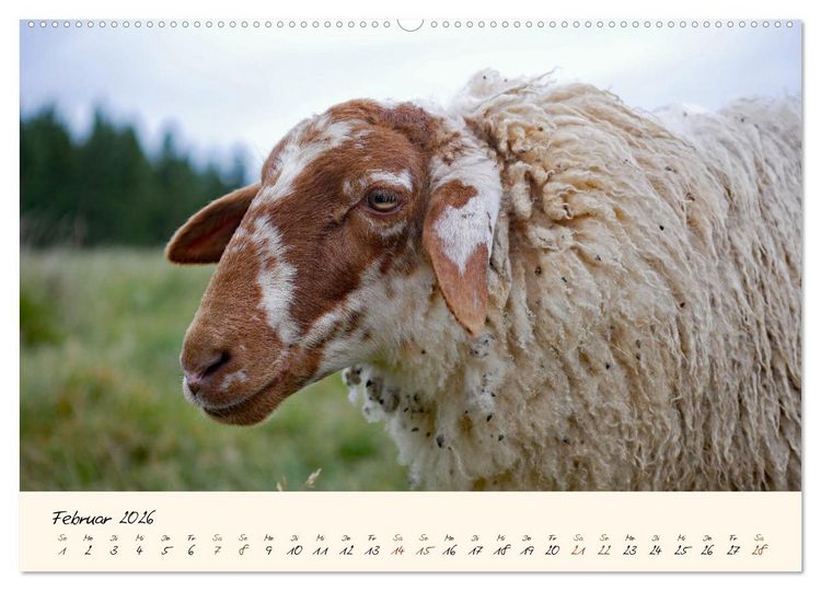 Produktbild: Coburger Fuchsschaf (Wandkalender 2026 DIN A2 quer), CALVENDO Monatskalender