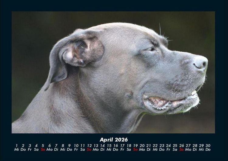 Produktbild: Hundezauber 2026 Fotokalender DIN A4