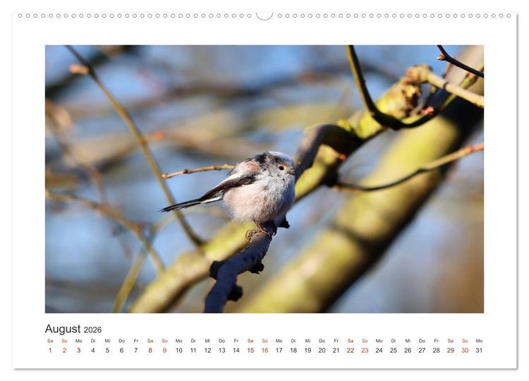 Produktbild: Gefiederte Garteng&auml;ste, Schwanzmeisen (hochwertiger Premium Wandkalender 2026 DIN A2 quer), Kunstdruck in Hochglanz