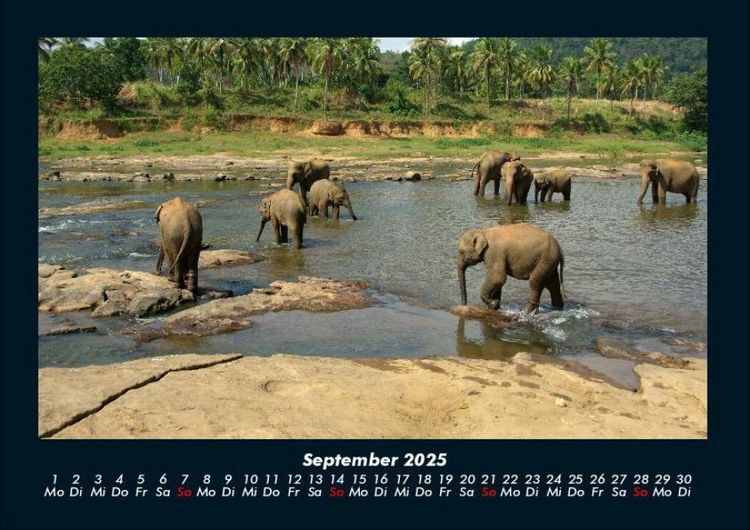 Produktbild: Elefanten - Die sanften Riesen Afrikas 2025 Fotokalender DIN A4