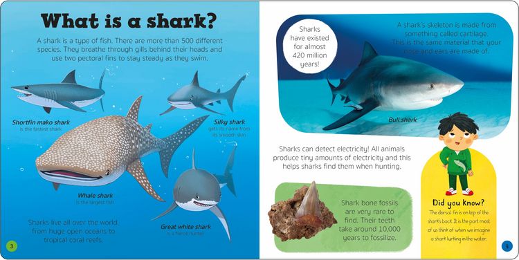Produktbild: Priddy Explorers Sharks