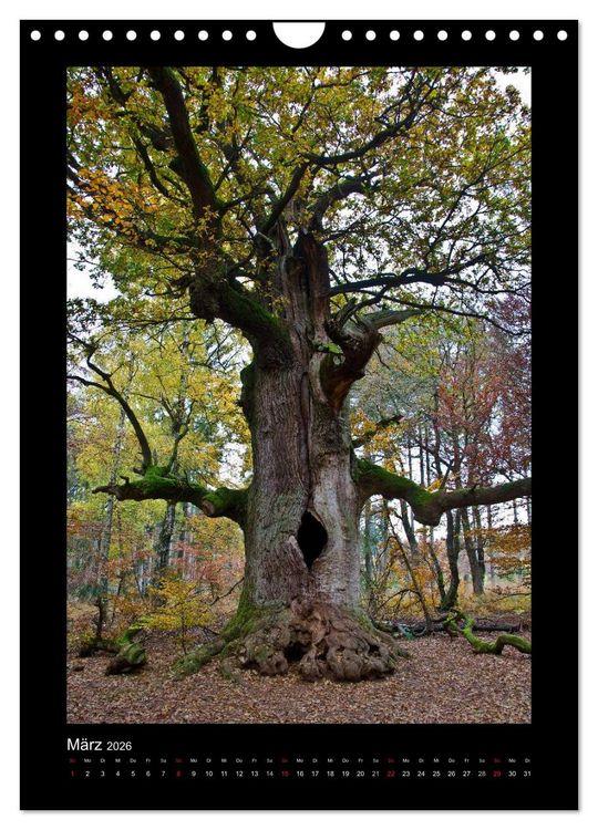 Produktbild: Mythos Baum / 2026 (Wandkalender 2026 DIN A4 hoch), CALVENDO Monatskalender