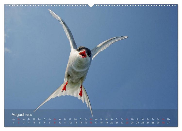 Produktbild: Nordatlantische Seev&ouml;gel (Wandkalender 2026 DIN A2 quer), CALVENDO Monatskalender