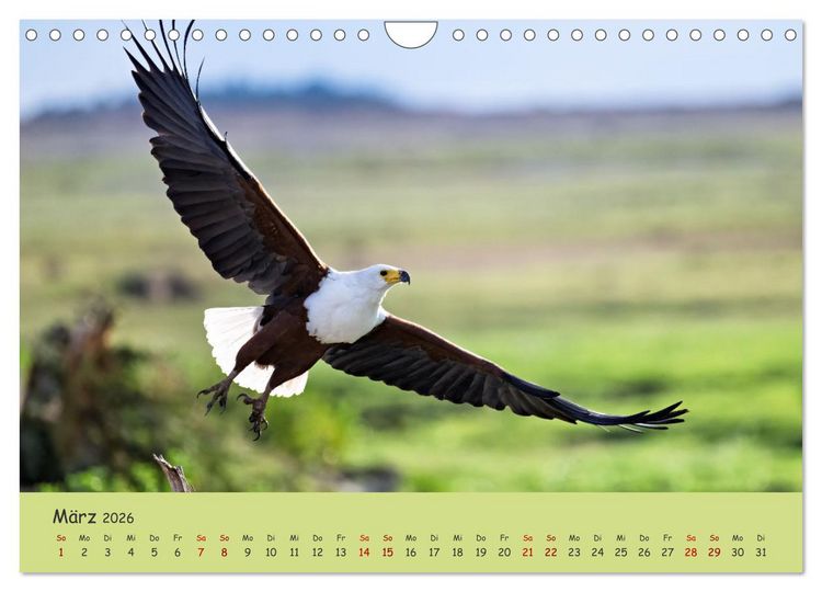 Produktbild: Gefiederte Sch&ouml;nheiten Ostafrikas (Wandkalender 2026 DIN A4 quer), CALVENDO Monatskalender
