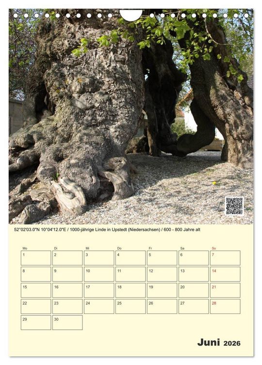 Produktbild: Uralt - Mit QR-Code und GPS zu alten B&auml;umen (Wandkalender 2026 DIN A4 hoch), CALVENDO Monatskalender