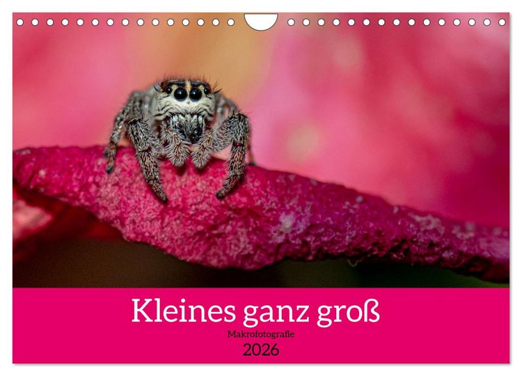 Produktbild: Kleines ganz gro&szlig; - Makrofotografie (Wandkalender 2026 DIN A4 quer), CALVENDO Monatskalender