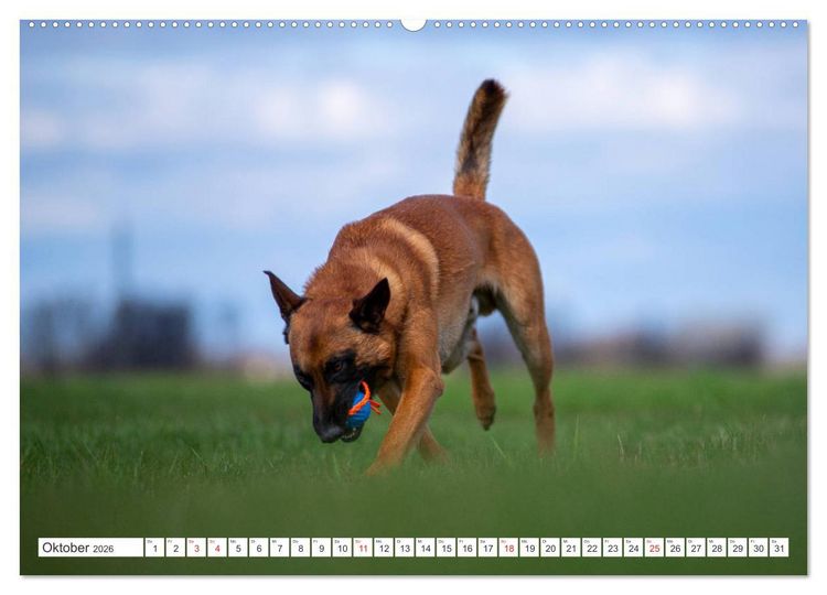 Produktbild: Malinois - belgischer Sch&auml;ferhund (hochwertiger Premium Wandkalender 2026 DIN A2 quer), Kunstdruck in Hochglanz
