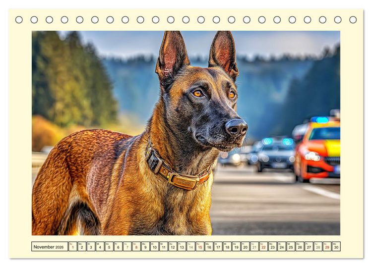 Produktbild: Malinois im Einsatz. Heldenhafte Hunde mit Ausdauer und Mut (Tischkalender 2026 DIN A5 quer), CALVENDO Monatskalender
