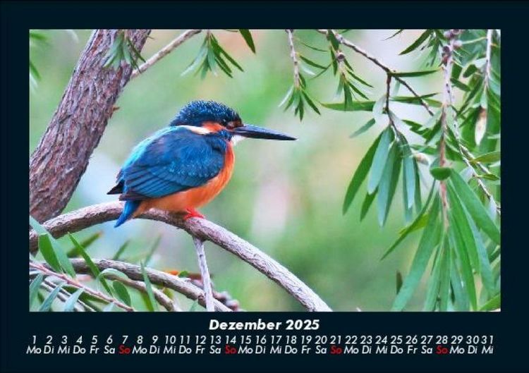 Produktbild: Vogelparadies 2025 Fotokalender DIN A5