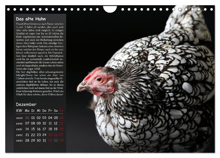 Produktbild: Von der Einzigartigkeit der H&uuml;hner 2026 (Wandkalender 2026 DIN A4 quer), CALVENDO Monatskalender