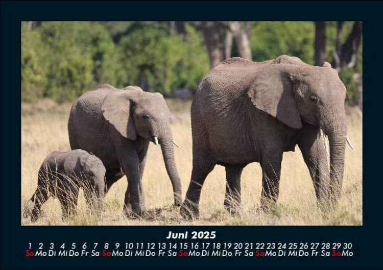 Produktbild: Elefanten 2025 Fotokalender DIN A5