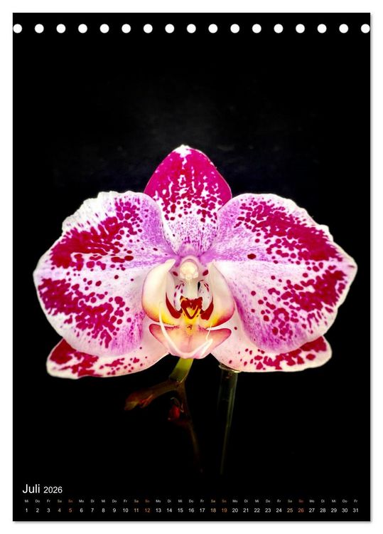 Produktbild: Orchideen - Exoten im Wohnzimmer (Tischkalender 2026 DIN A5 hoch), CALVENDO Monatskalender