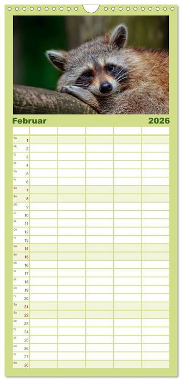 Produktbild: Familienplaner 2026 - Waschb&auml;r - Niedlicher Allesfresser mit 5 Spalten (Wandkalender, 21 x 45 cm) CALVENDO