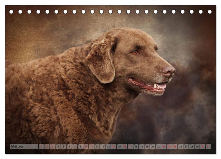 Produktbild: Jagdhunde im Portrait (Tischkalender 2026 DIN A5 quer), CALVENDO Monatskalender