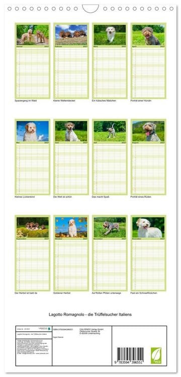 Produktbild: Familienplaner 2027 - Lagotto Romagnolo - die Tr&uuml;ffelsucher Italiens mit 5 Spalten (Wandkalender, 21 x 45 cm) CALVENDO
