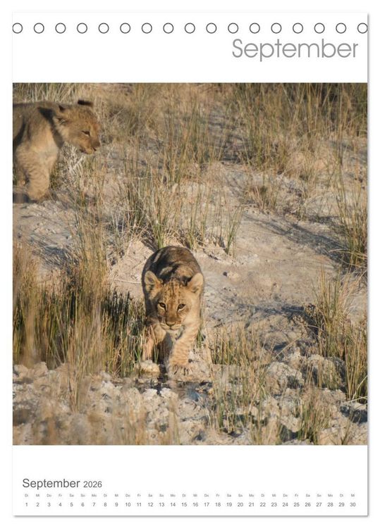 Produktbild: BIG CATS - Namibias Raubkatzen (Tischkalender 2026 DIN A5 hoch), CALVENDO Monatskalender