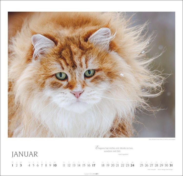 Produktbild: Katzen - Diven auf Samtpfoten Kalender 2027 - Diven auf Samtpfoten