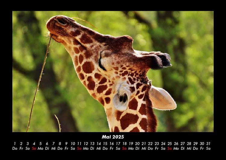 Produktbild: Giraffen 2025 Fotokalender DIN A3
