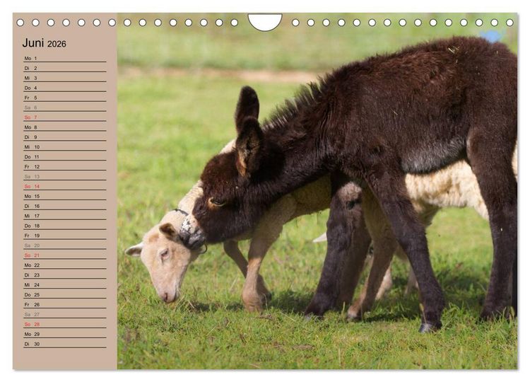 Produktbild: Das Esel-Paradies - Hunde und andere Feunde (Wandkalender 2026 DIN A4 quer), CALVENDO Monatskalender