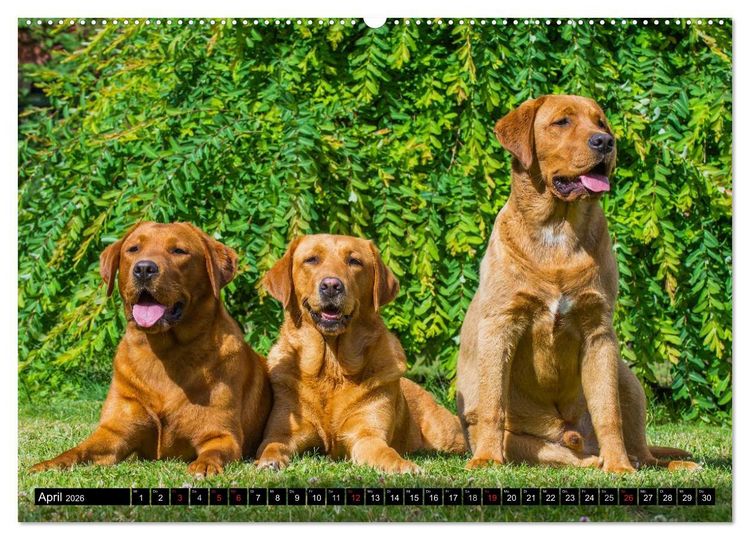 Produktbild: Labrador Retriever - ein Herz auf 4 Pfoten (hochwertiger Premium Wandkalender 2026 DIN A2 quer), Kunstdruck in Hochglanz