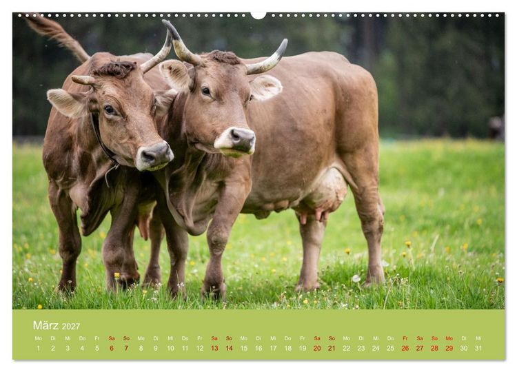 Produktbild: Allg&auml;uer Rindvieh 2027 (hochwertiger Premium Wandkalender 2027 DIN A2 quer), Kunstdruck in Hochglanz