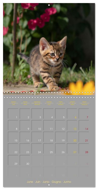 Produktbild: La vie de chatons (Calendrier mural carr&eacute; 2026 30x30 cm) Calendrier double avec une page pour vos prises de notes