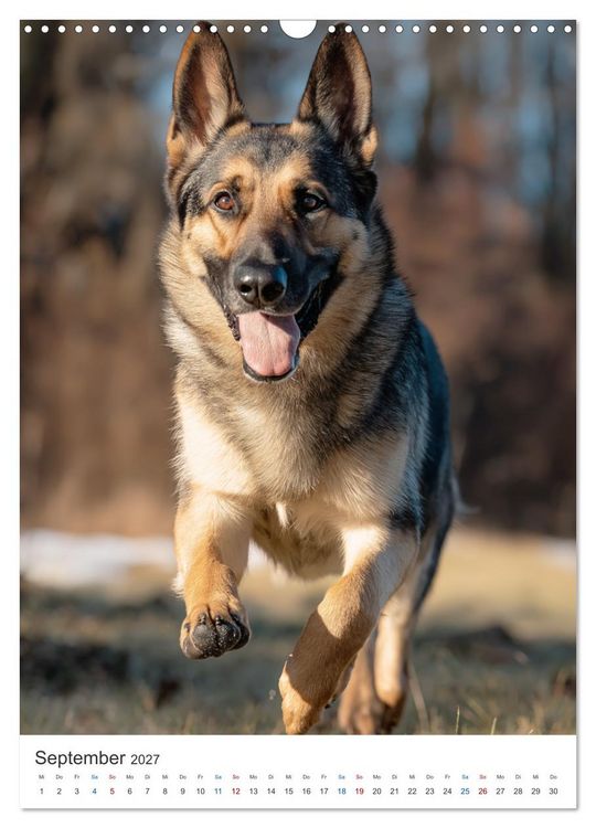 Produktbild: Seelenblick Sch&auml;ferhund (Wandkalender 2027 DIN A3 hoch), CALVENDO Monatskalender