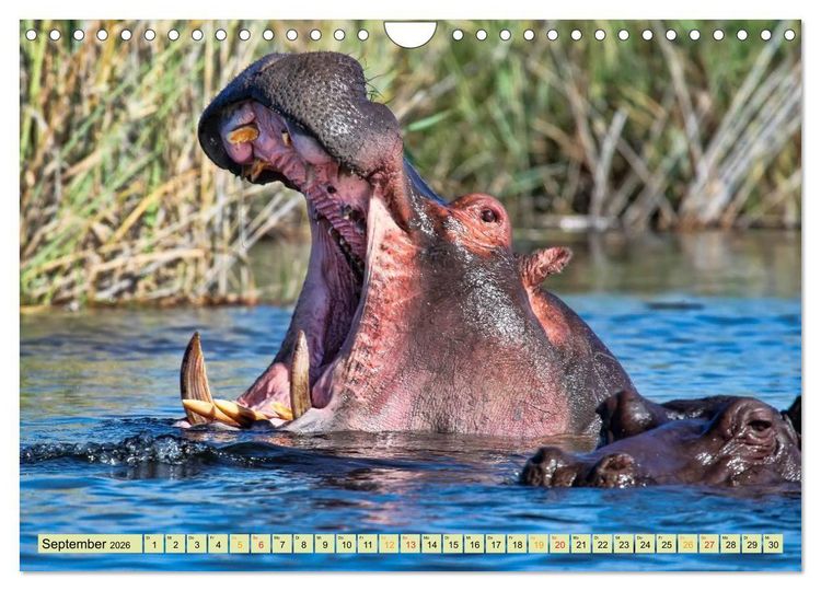 Produktbild: Flusspferde - gem&uuml;tlich gef&auml;hrlich (Wandkalender 2026 DIN A4 quer), CALVENDO Monatskalender