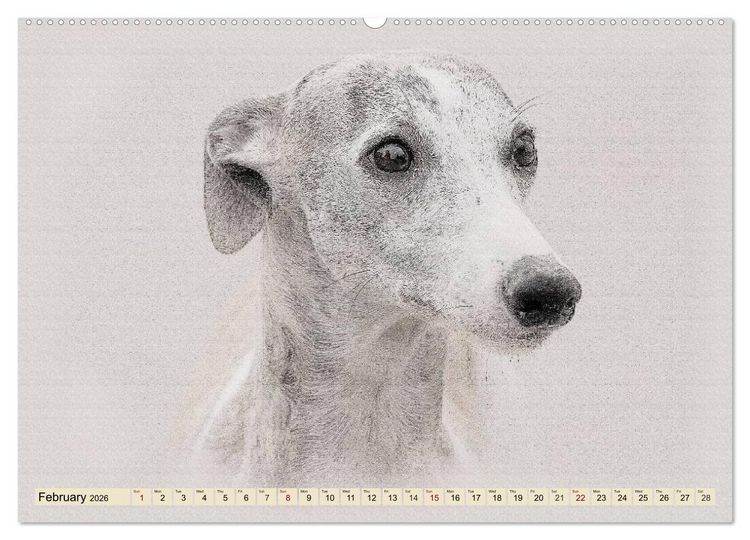 Produktbild: Whippets 2026 (High Quality Premium Wall Calendar 2026 DIN A2 landscape),CALVENDO 12 Month Wall Calendar