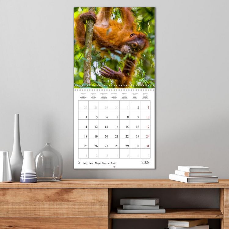 Produktbild: Orangutans in the jungle of Sumatra (Wall Calendar 2026 12 &times; 12 Inch) CALVENDO 12 Month Wall Calendar