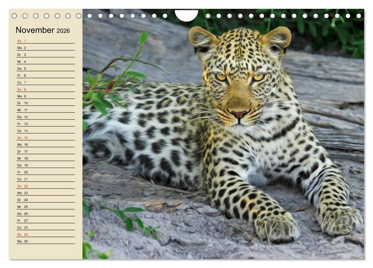 Produktbild: Die Lautlosen. Geparden und Leoparden (Wandkalender 2026 DIN A4 quer), CALVENDO Monatskalender