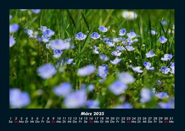 Produktbild: Blumenkalender 2025 Fotokalender DIN A4