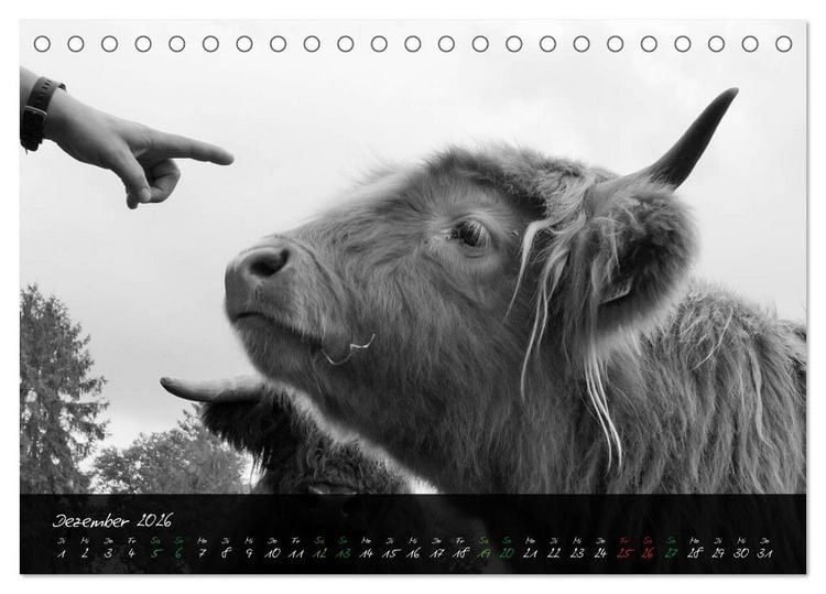 Produktbild: Highland Cattle vom Nordlicht - Faszination Hochland Rind (Tischkalender 2026 DIN A5 quer), CALVENDO Monatskalender