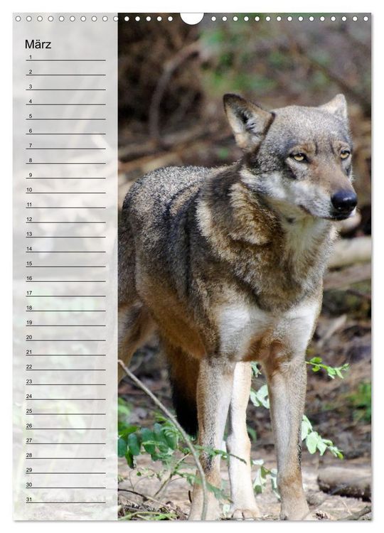 Produktbild: Der Wolf - Isegrim in den heimischen W&auml;ldern - Kalender 2026 (Wandkalender 2026 DIN A3 hoch), CALVENDO Monatskalender