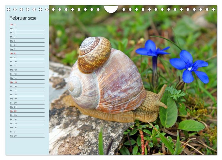 Produktbild: Wir sind die Stars im Wald (Wandkalender 2026 DIN A4 quer), CALVENDO Monatskalender