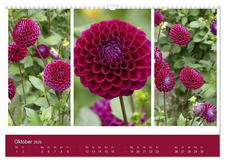 Produktbild: Dahlien-Triplets (Wandkalender 2026 DIN A3 quer), CALVENDO Monatskalender